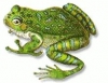Florida tree frog