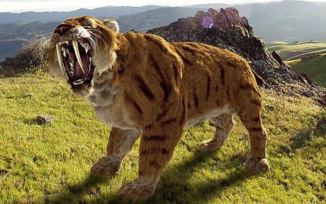 Sabre-tooth,