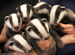Six Badgers in the hand, but they have no wands