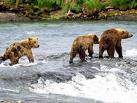 The bears were trying to build a dam