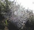 silver web